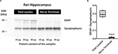 Non-genomic Actions of Methylprednisolone Differentially Influence GABA and Glutamate Release From Isolated Nerve Terminals of the Rat Hippocampus